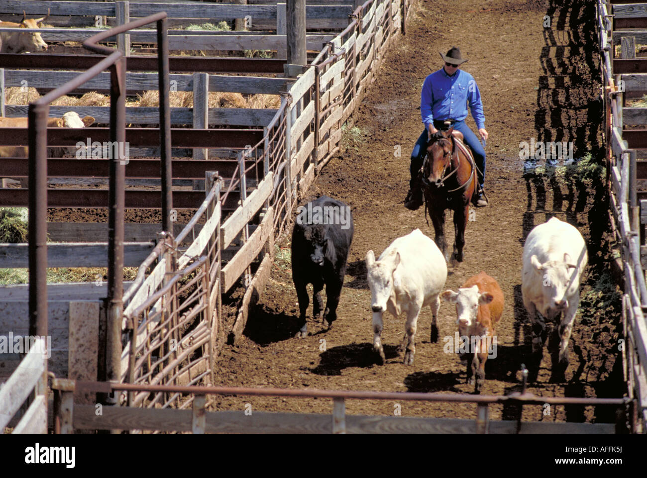 Livestock auction usa hires stock photography and images Alamy