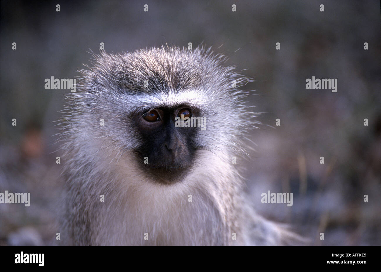 Grüne Meerkatze green monkey Stock Photo