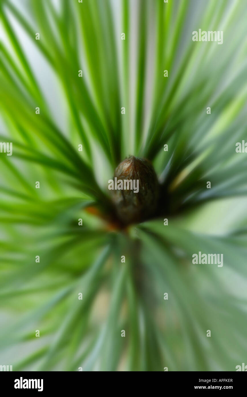 Scots Pine needles and bud close up Stock Photo - Alamy
