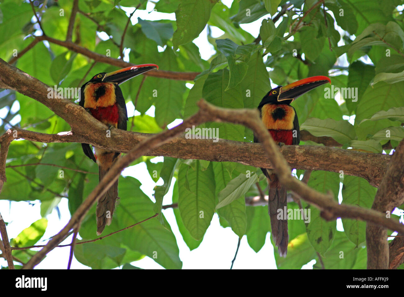Two fruiteating birds. Stock Photo