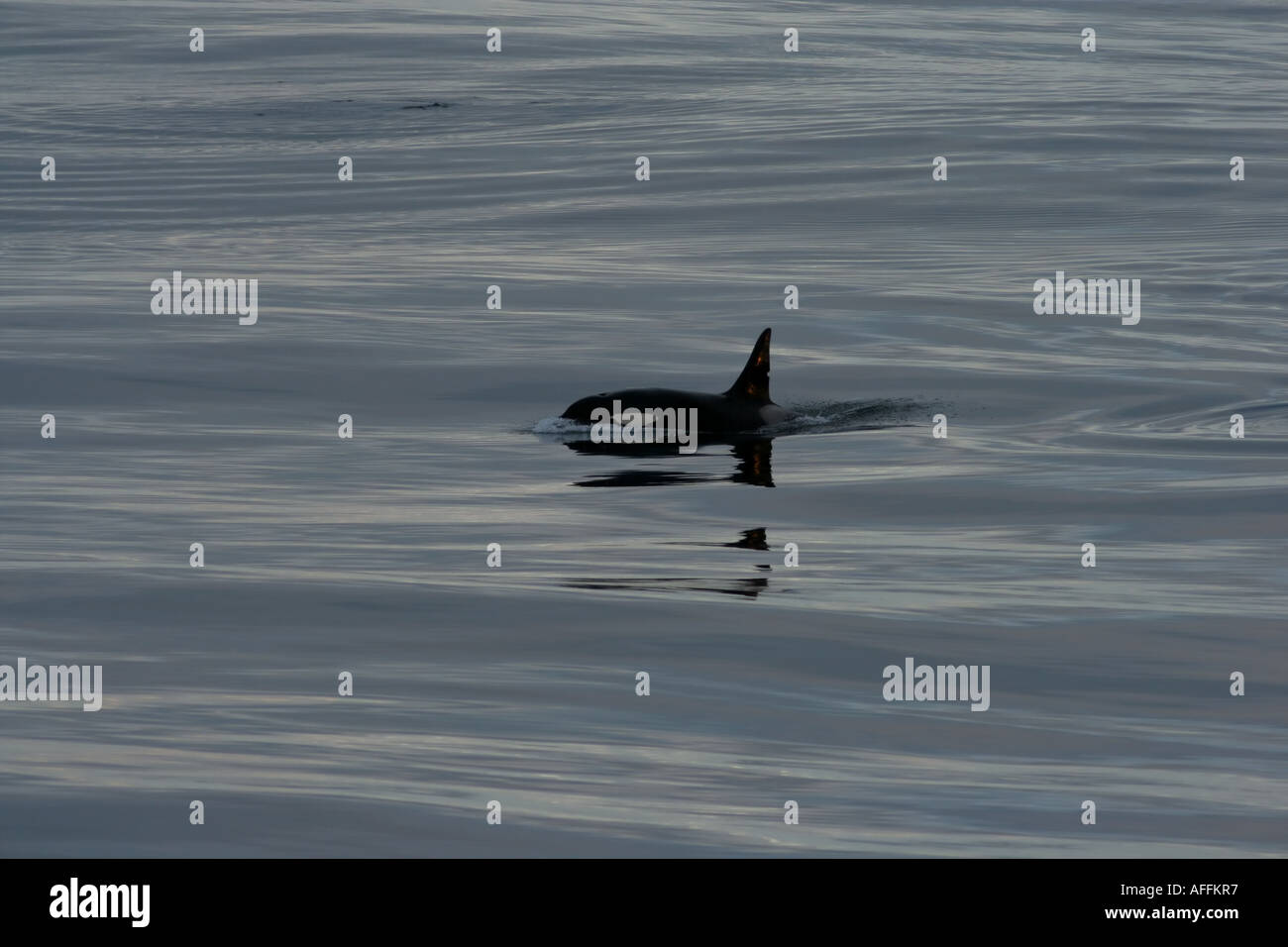 The largest dolphin Stock Photo Alamy