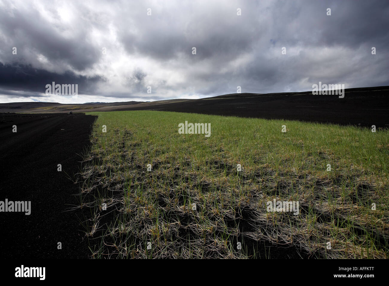 Grass cultivation in the highlands of Iceland Stock Photo