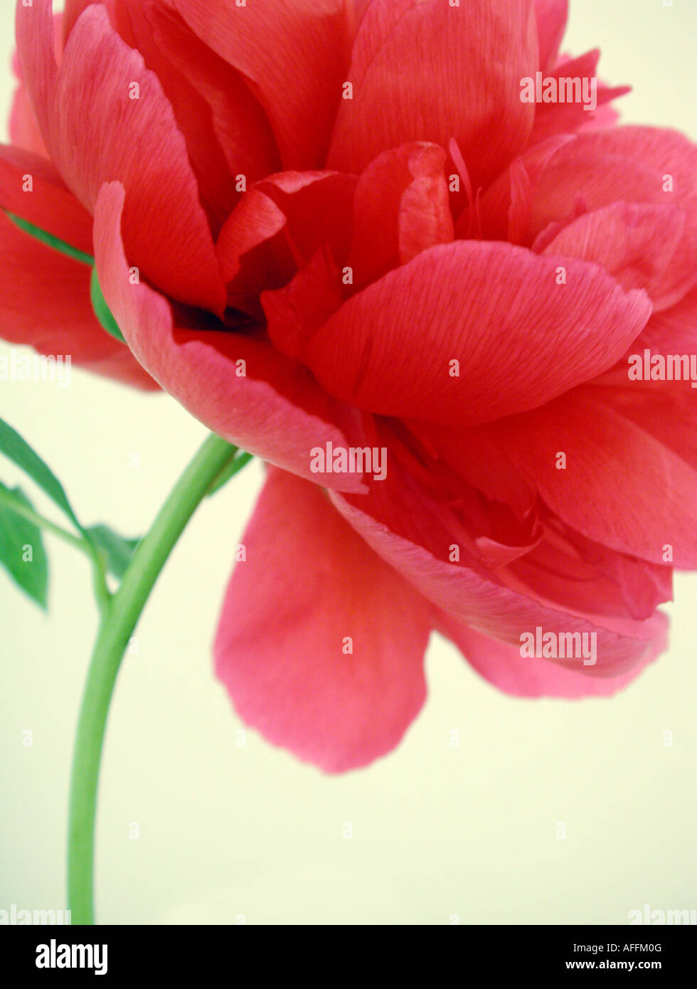 One red Peony flower against a cream background. Stock Photo
