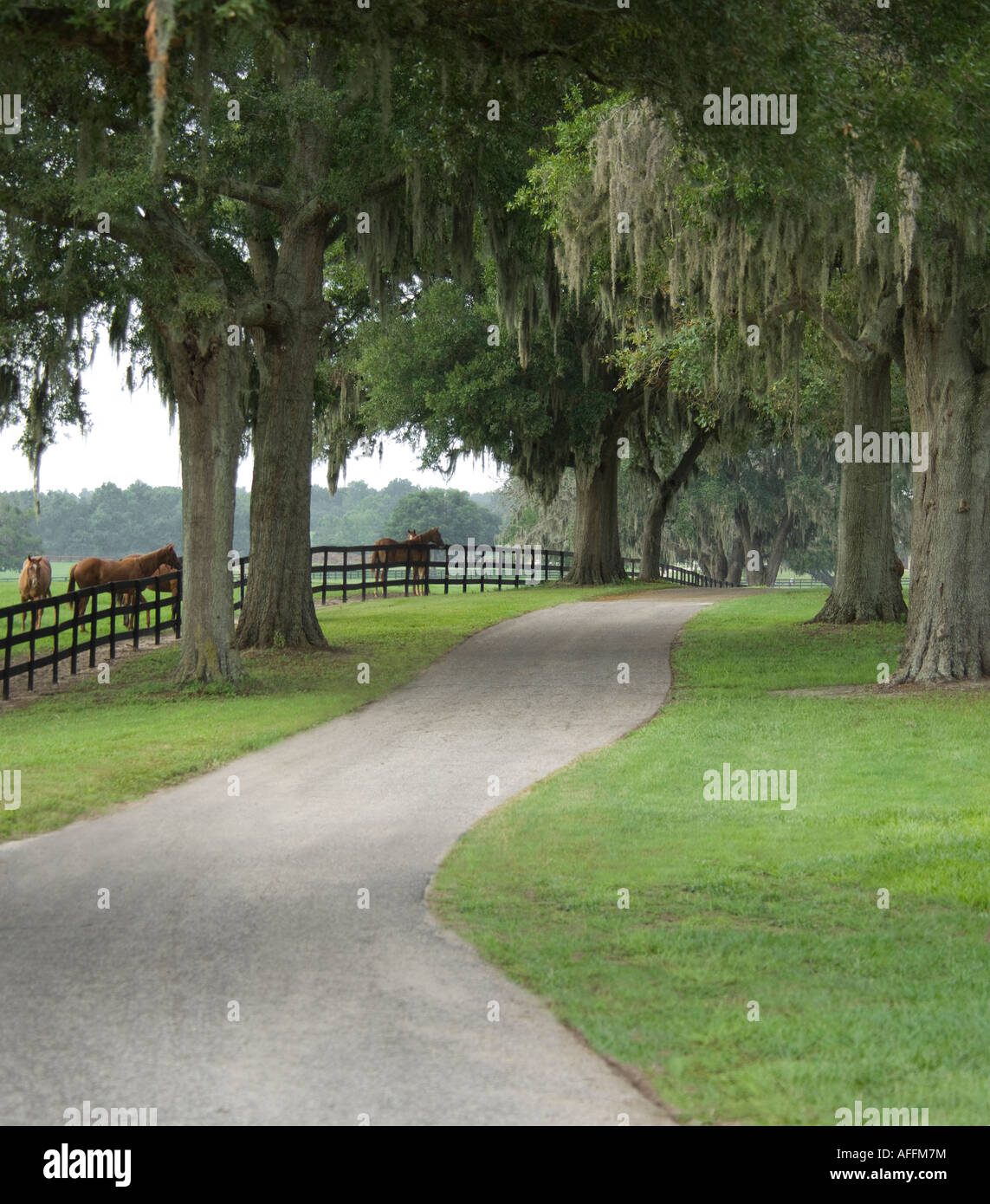 Thoroughbred horse farm, Ocala, FL Stock Photo Alamy
