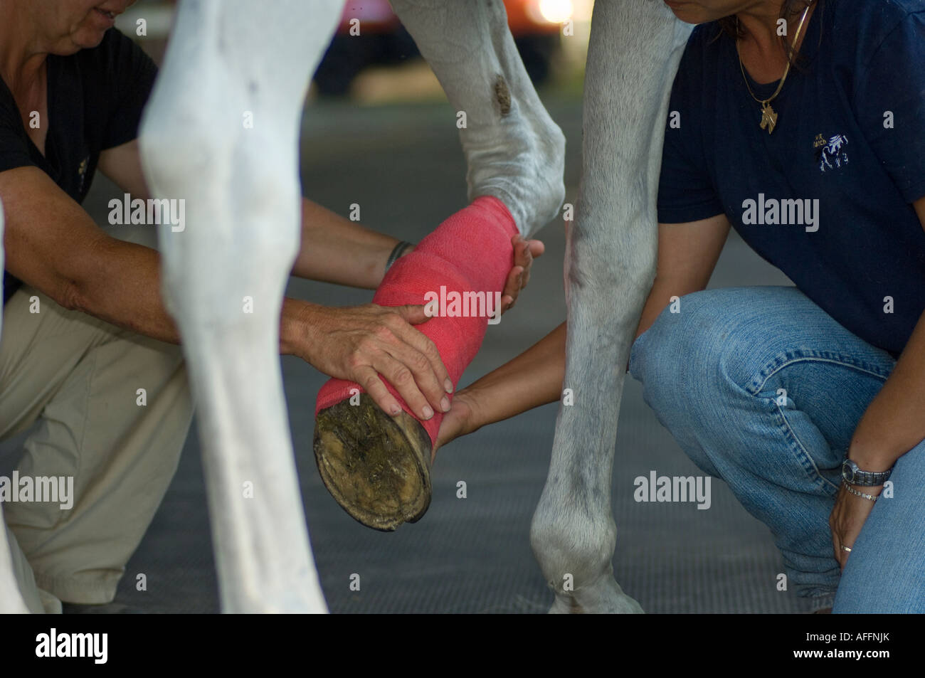 Woman vet wrapping injured front leg of Arabian horse stallion Stock Photo