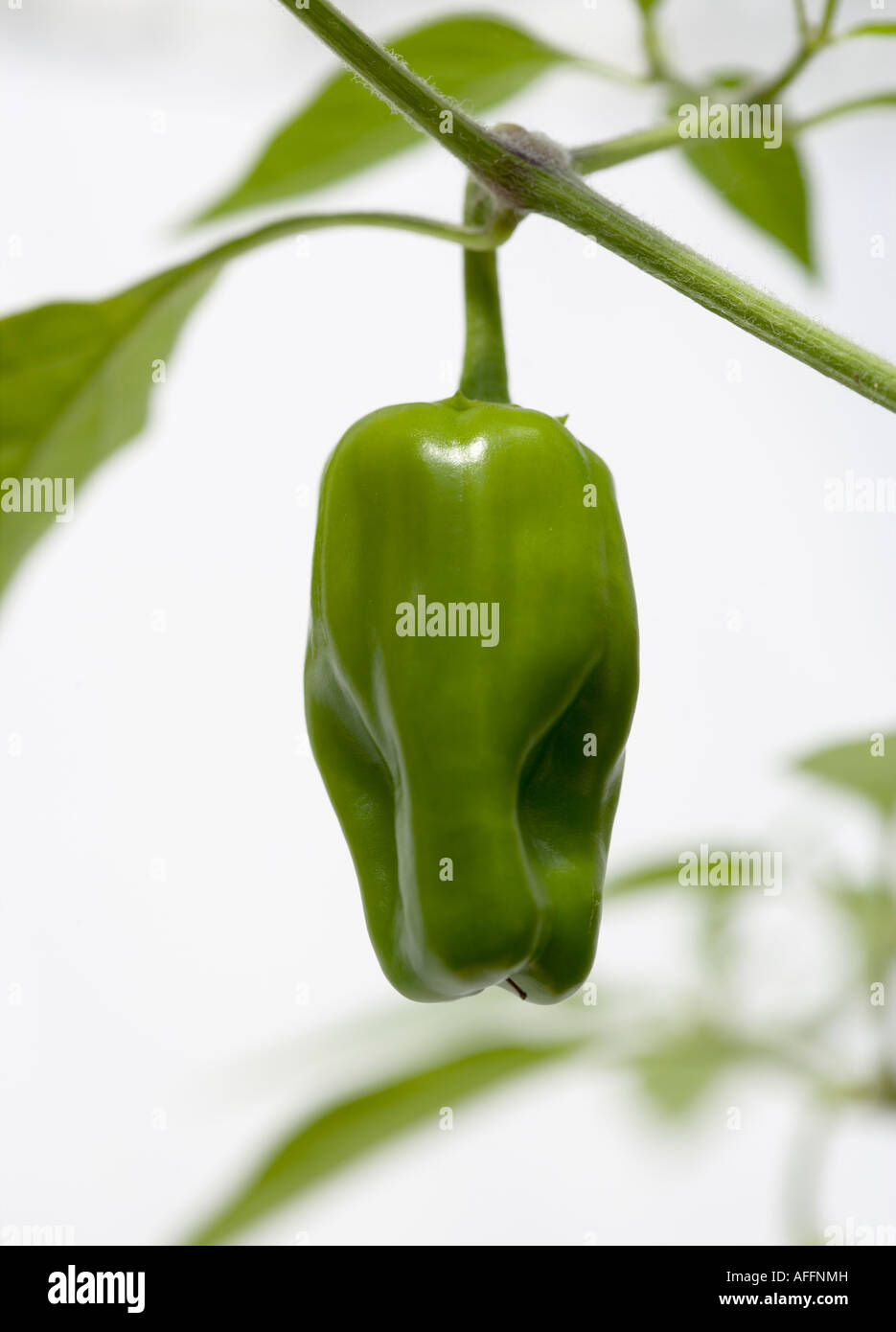 Ripening youngl green pepper growing under glass Stock Photo