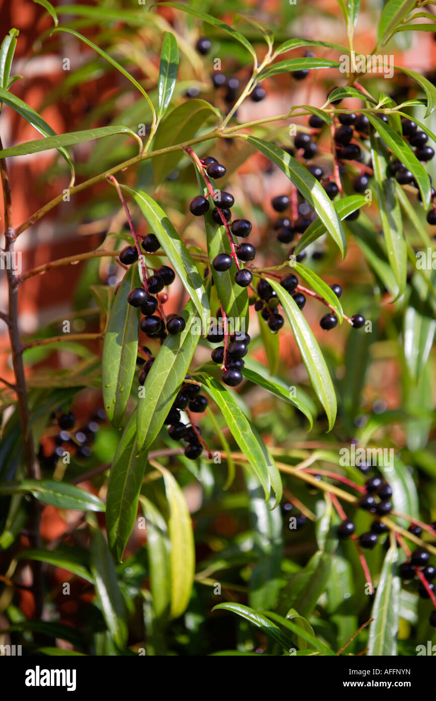 Cherry laurel family hires stock photography and images Alamy