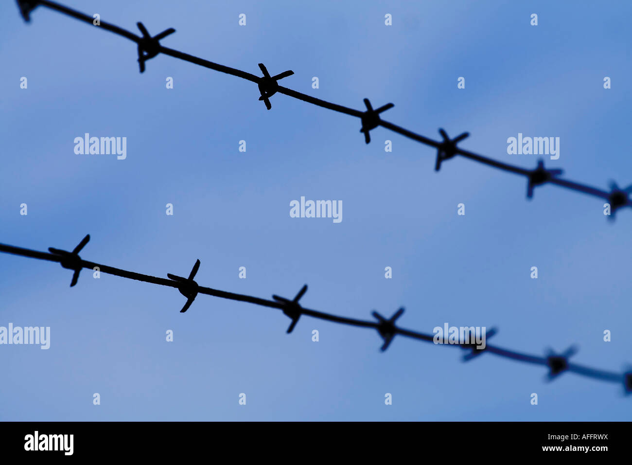 Barb wires close up Stock Photo Alamy