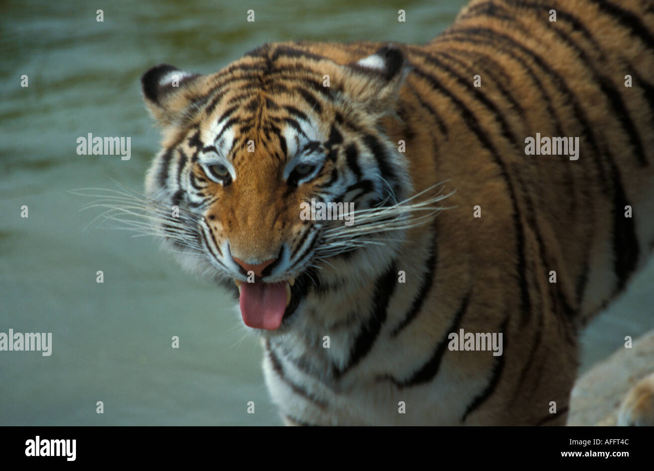 Bengal tiger India Stock Photo - Alamy