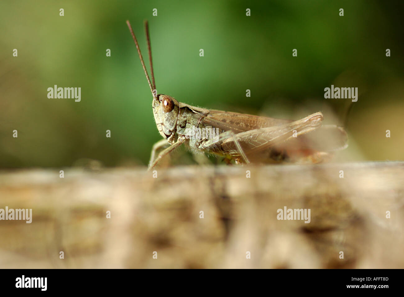close up of a grasshopper cricket Stock Photo