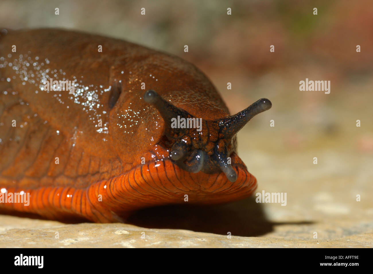common garden slug Stock Photo