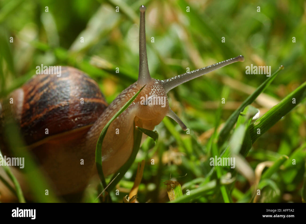 Helix aspera common gargen snail Stock Photo