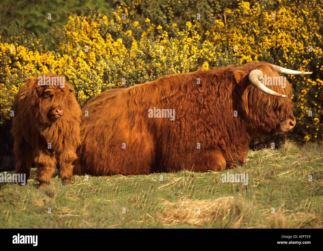 Highland cow and calf Stock Photo - Alamy