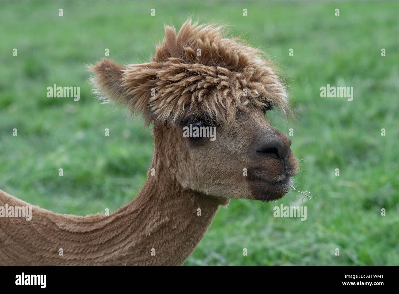 alpaca-fleece-shorn-hi-res-stock-photography-and-images-alamy
