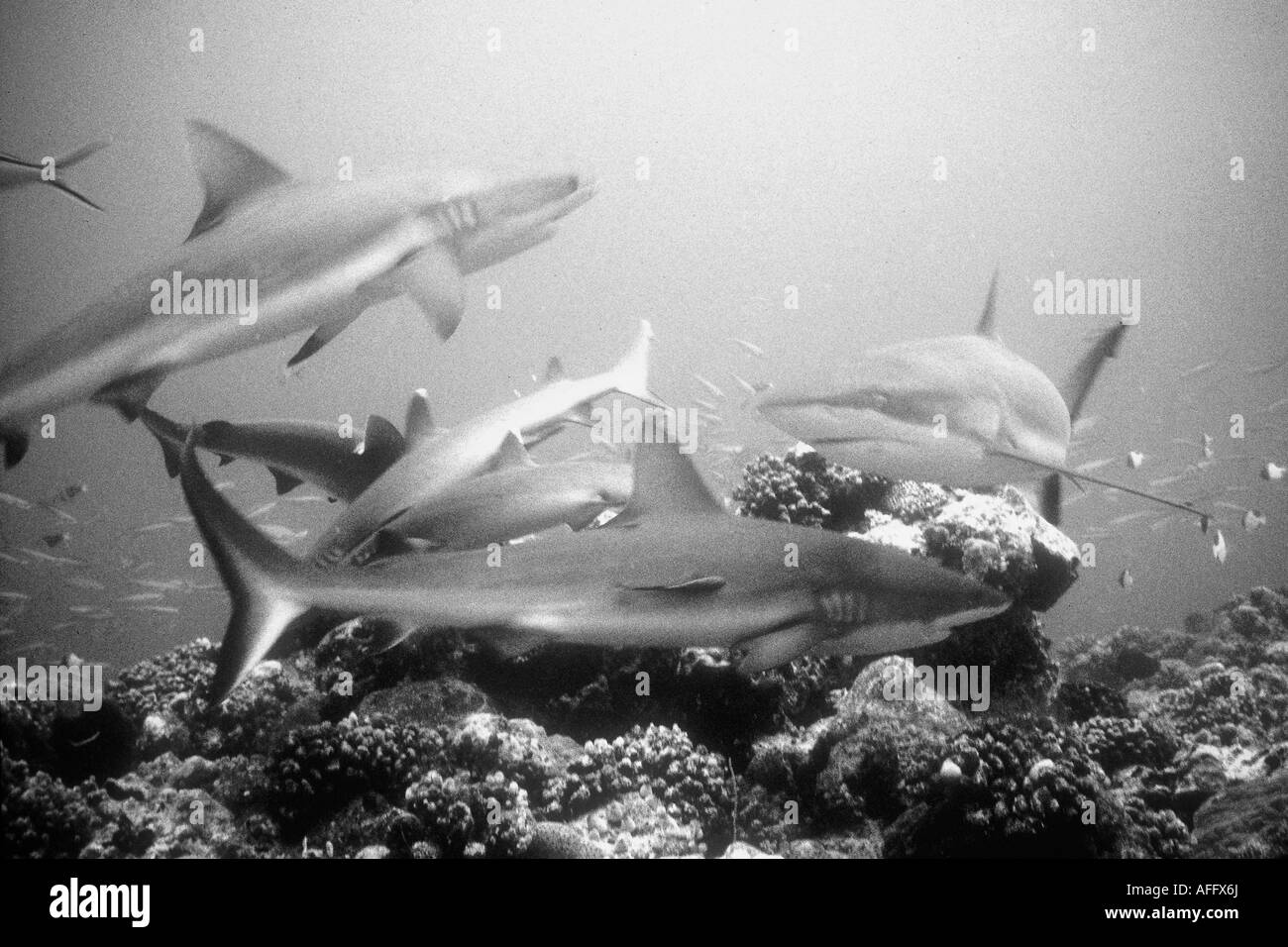 Gray reef sharks, Carcharhinus amblyrynchos, feed in a frenzy on a fish. Stock Photo