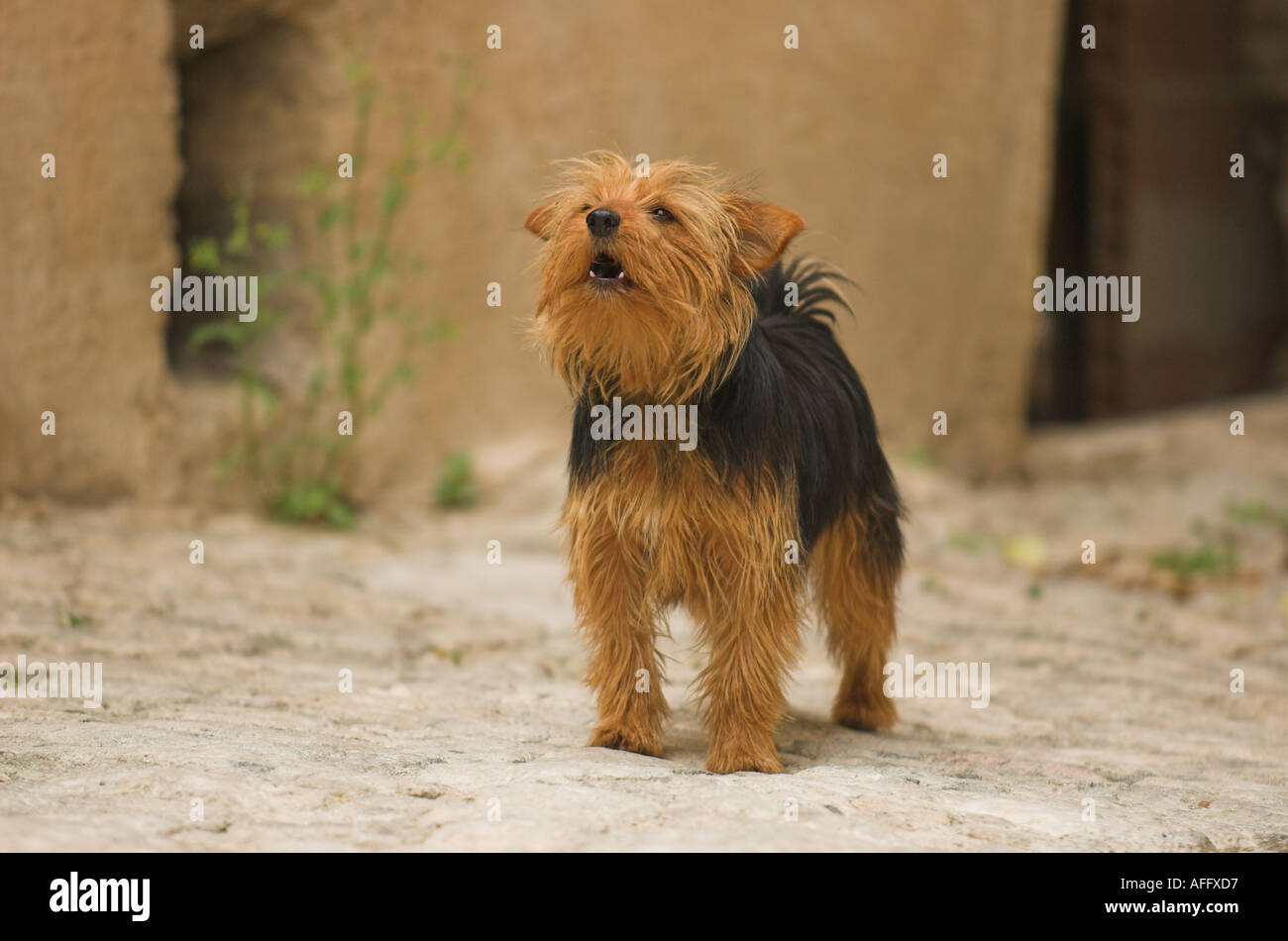 Do Norfolk Terriers Bark A Lot