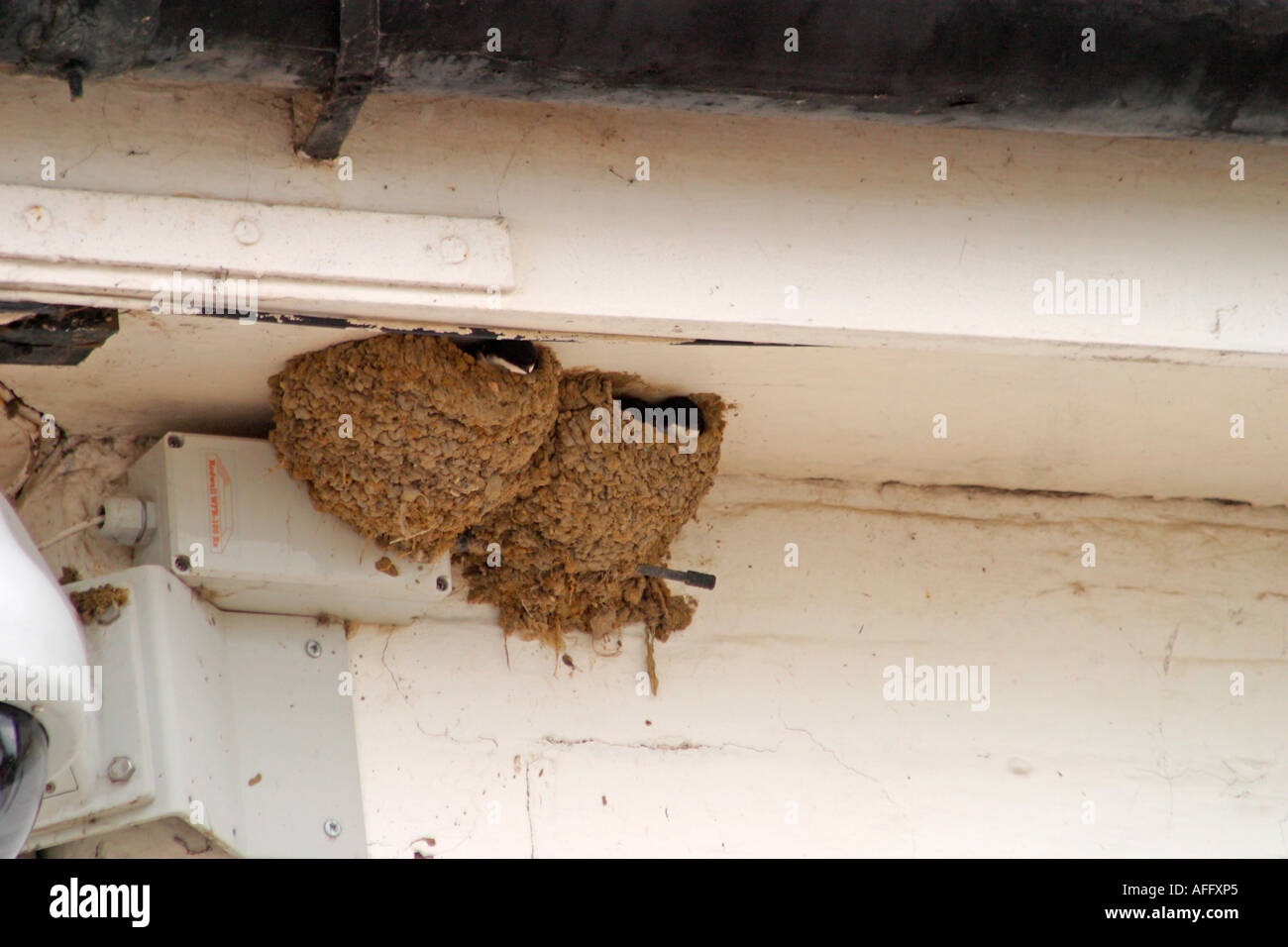 Swallow (Hirundo rustica) nests under eaves of Harbour Office at Itchenor, West Sussex Stock Photo