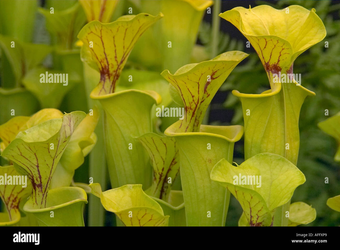 Pitcher plants on display at English village flower show Stock Photo