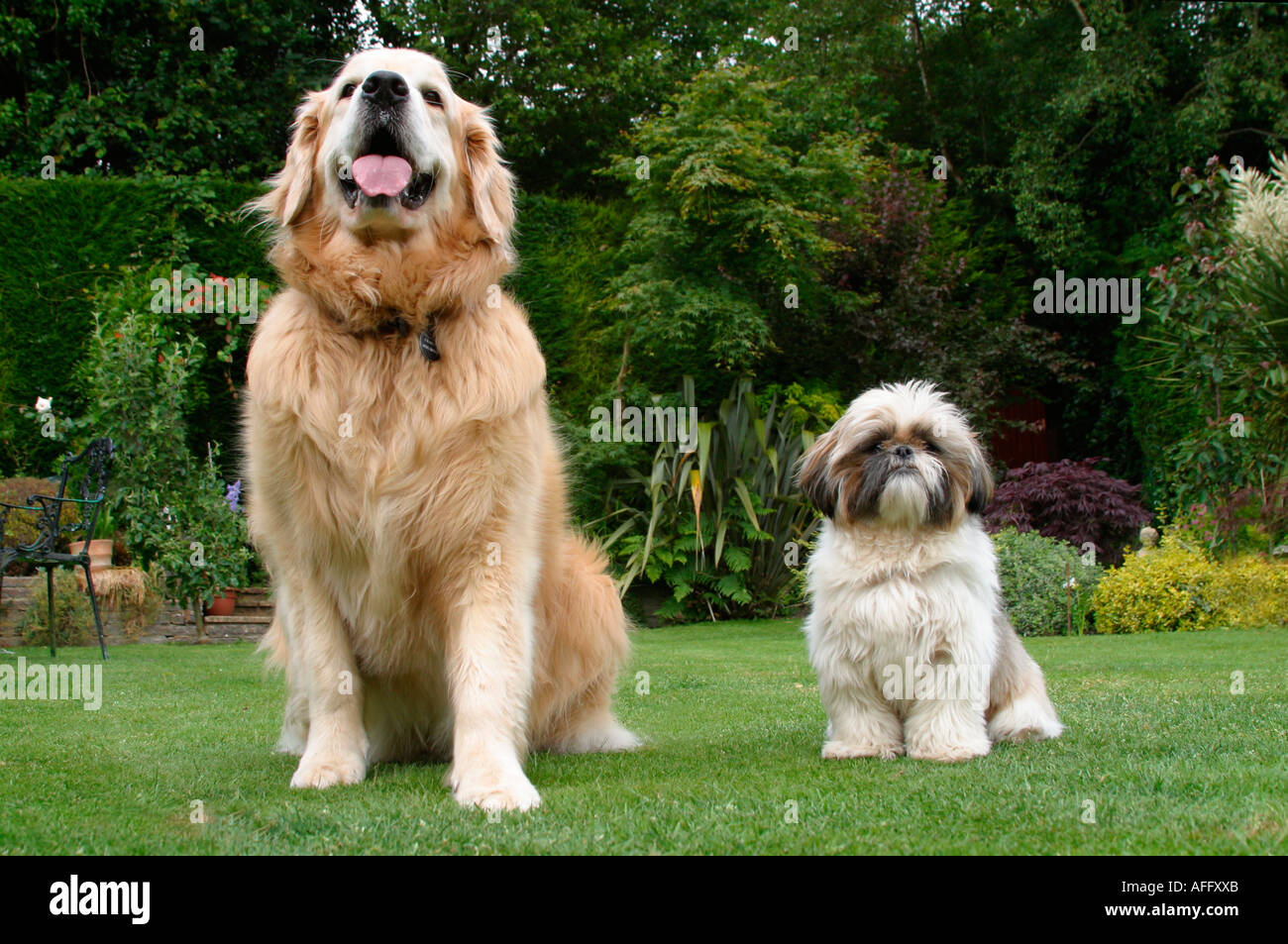 Golden Retriever and Shitzu dogs sitting side by side in the garden Stock Photo