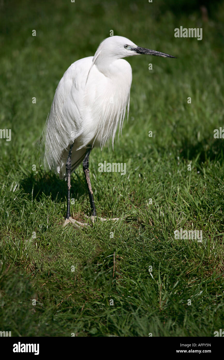 Little Egret (Egretta garzetta) standing in grass Stock Photo