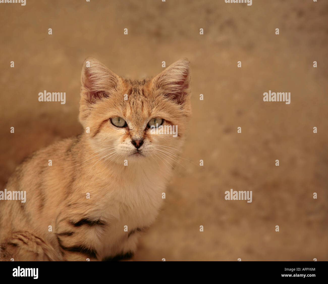 Arabian Sand Cat (Felis margarita) looking directly at the camera Stock Photo