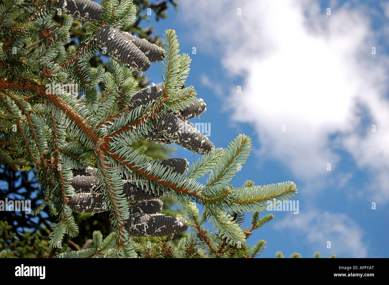 abies homolepis (Nikko fir) in Royal Botanic Gardens, Edinburgh Stock Photo