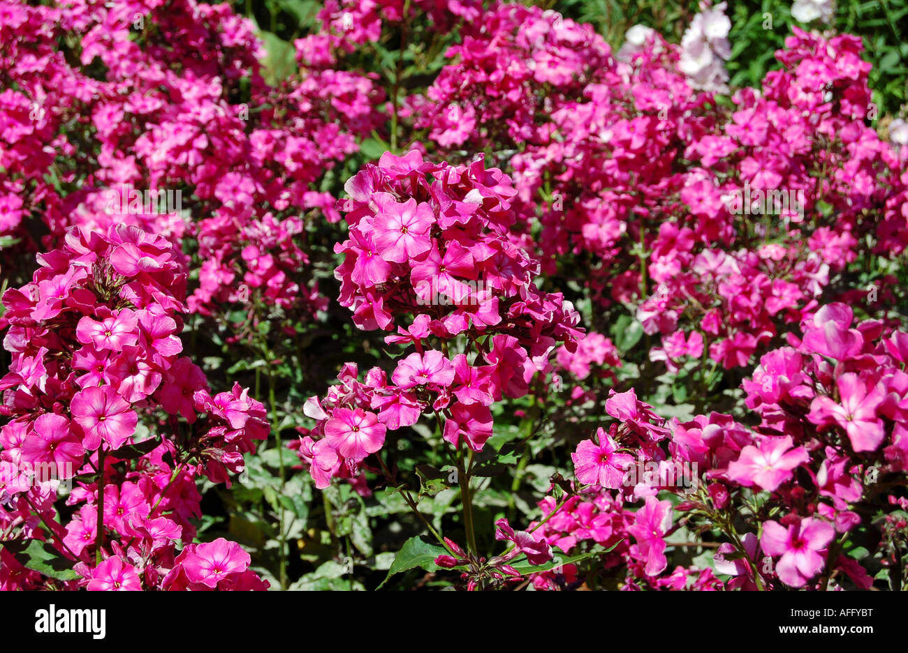 Phlox flowers in Royal Botanic Gardens, Edinburgh Stock Photo