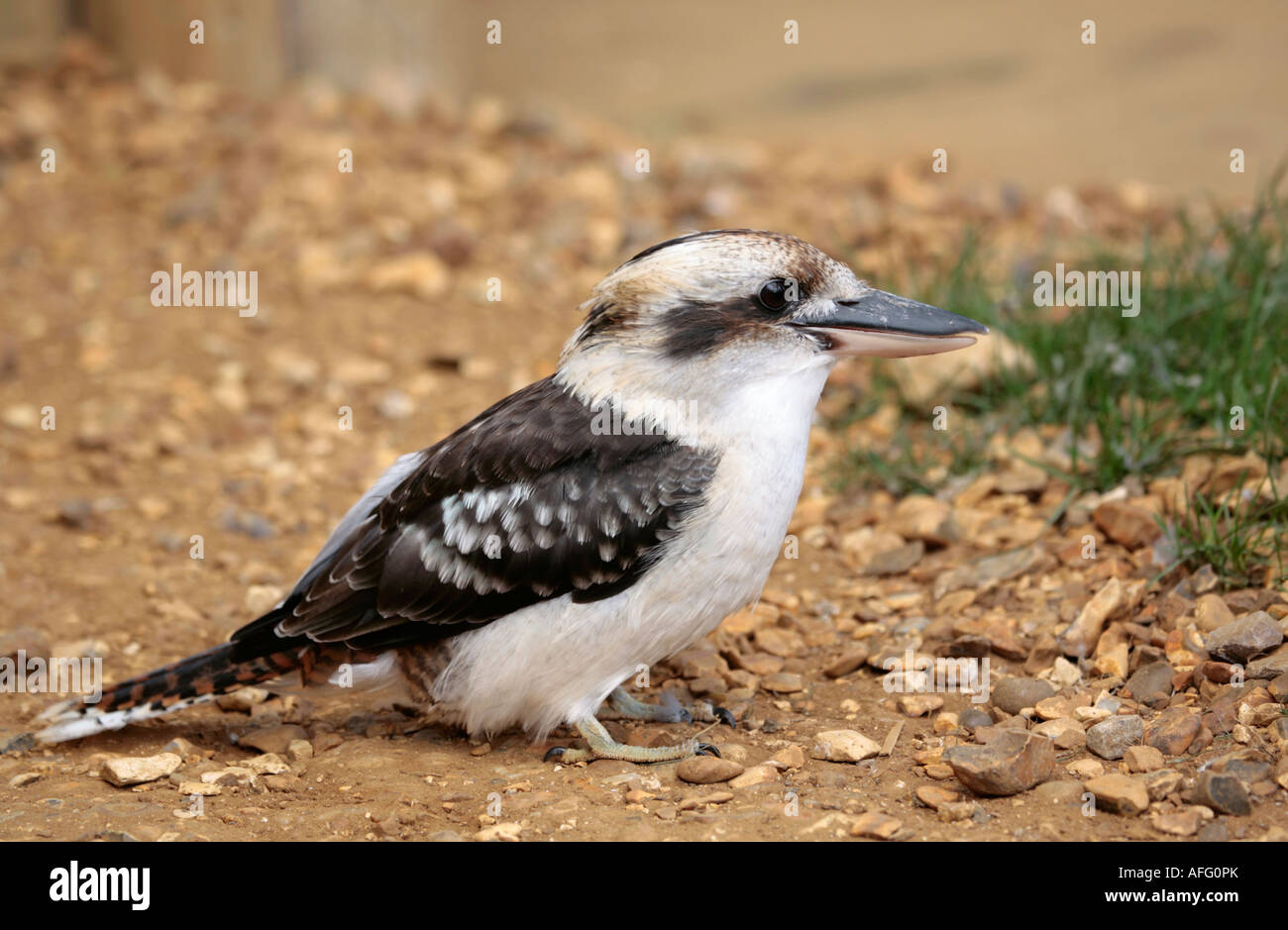A single adult Laughing Kookaburra on ground foraging for insects Stock Photo