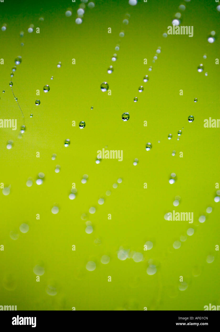 Raindrop caught on a spider's web against a bright green background Stock Photo