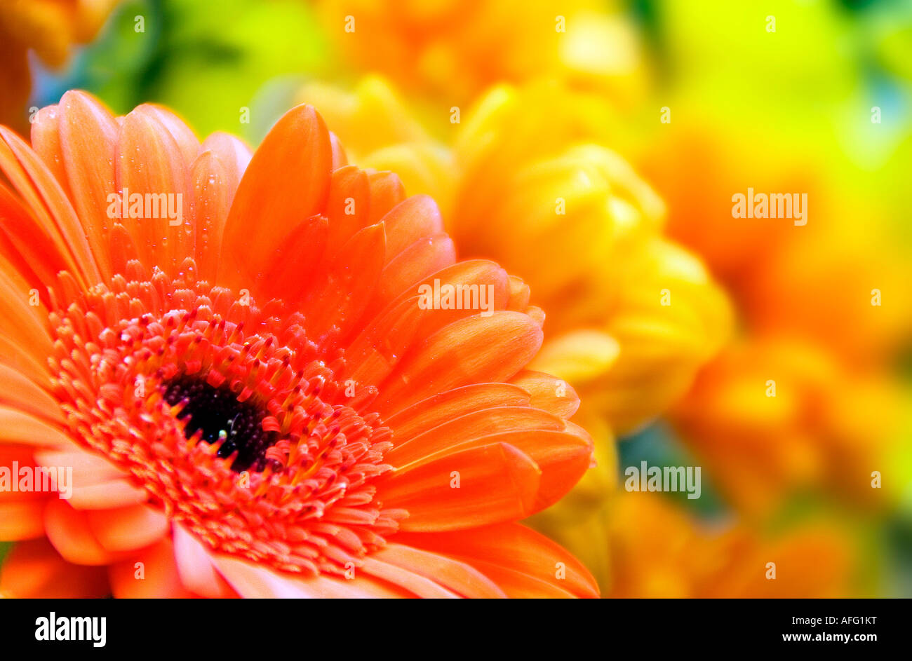 Vibrant fresh close up hi-res stock photography and images - Alamy