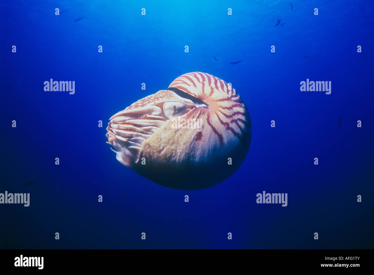 An endemic nautilus, Nautilus belauensis, hovers in blue water off a deep reef in Palau. Stock Photo