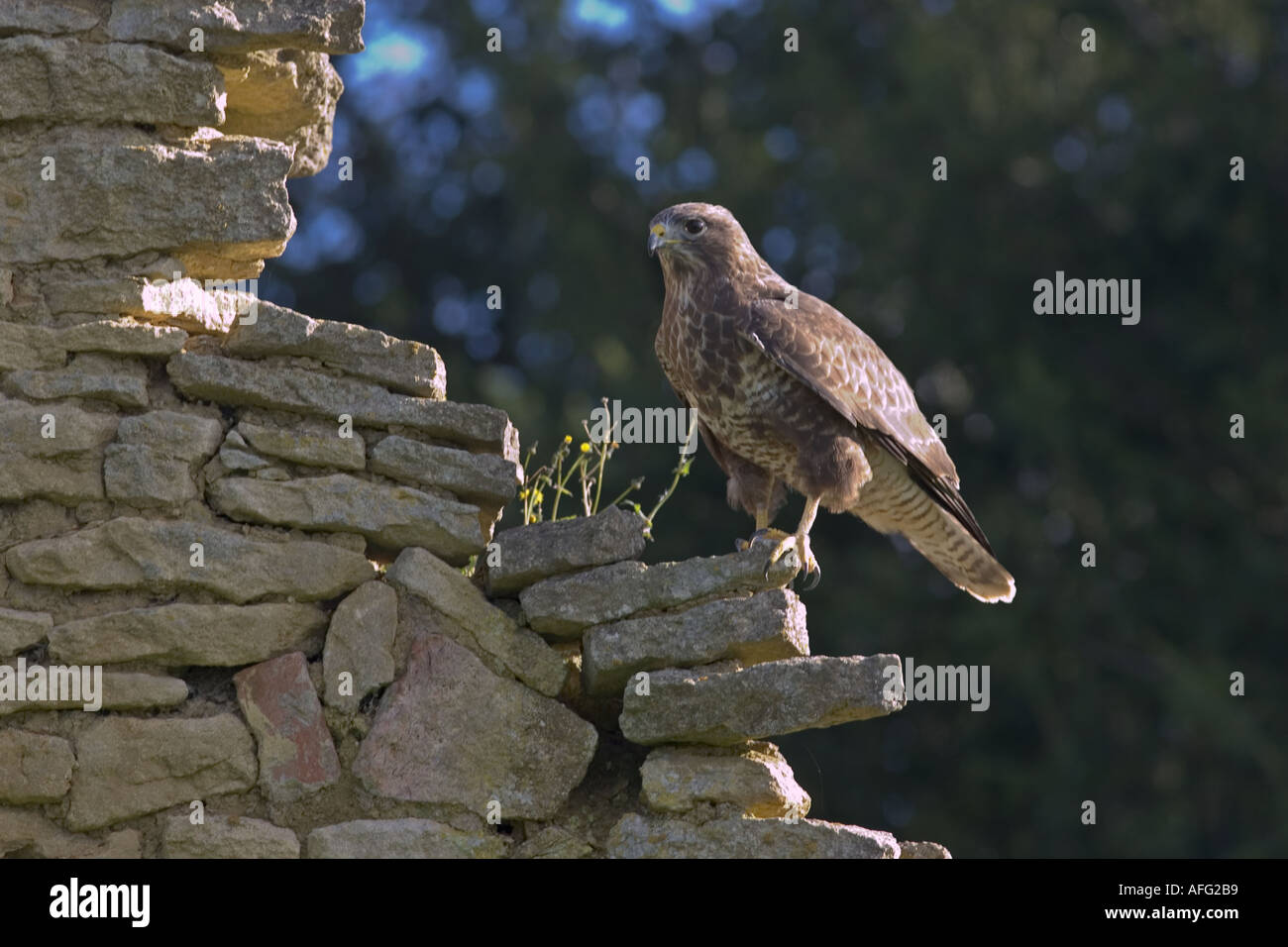 Buzzard uk wall hi-res stock photography and images - Alamy