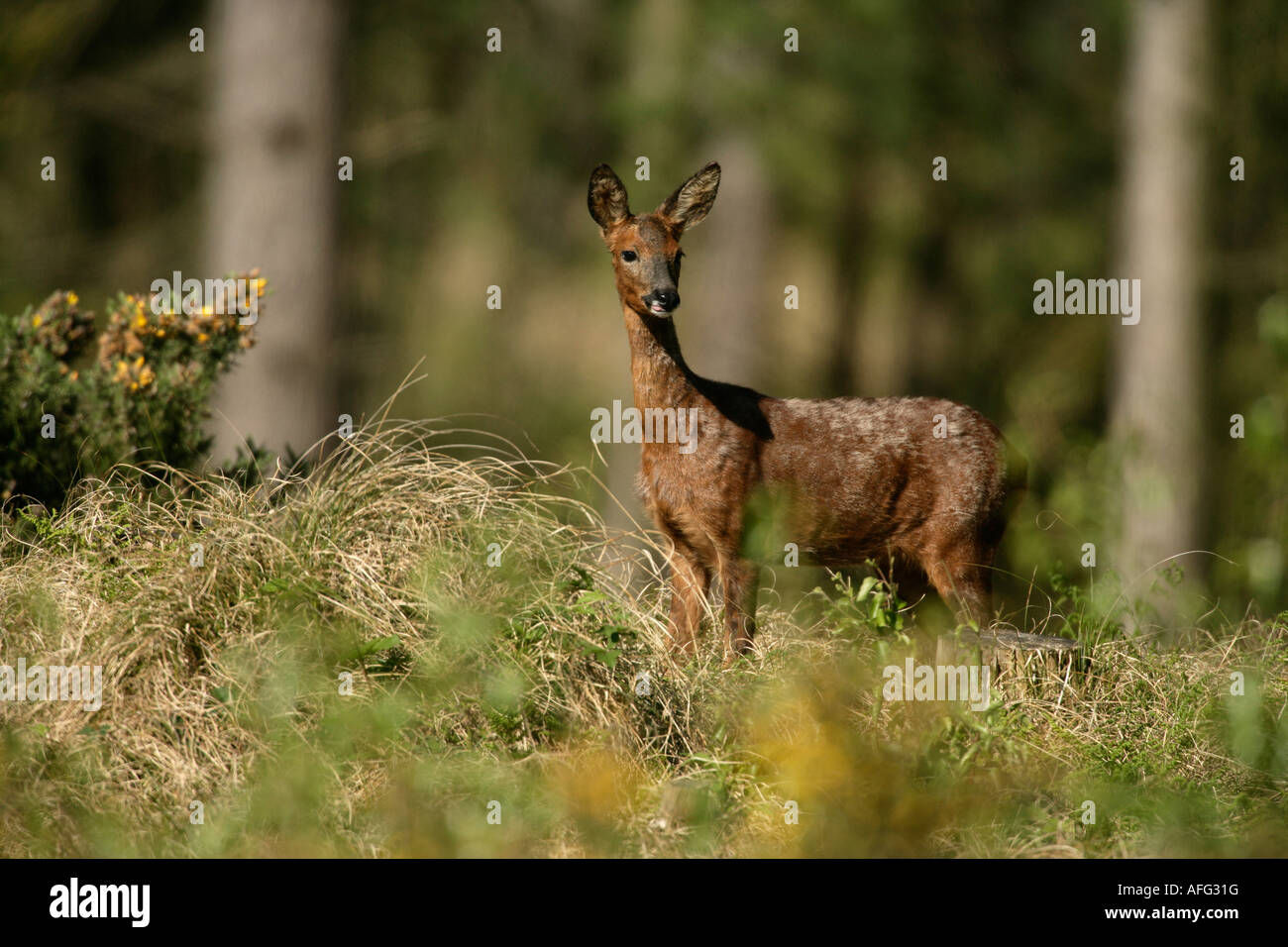 Roe deer Capreolus capreolus Scotland Stock Photo