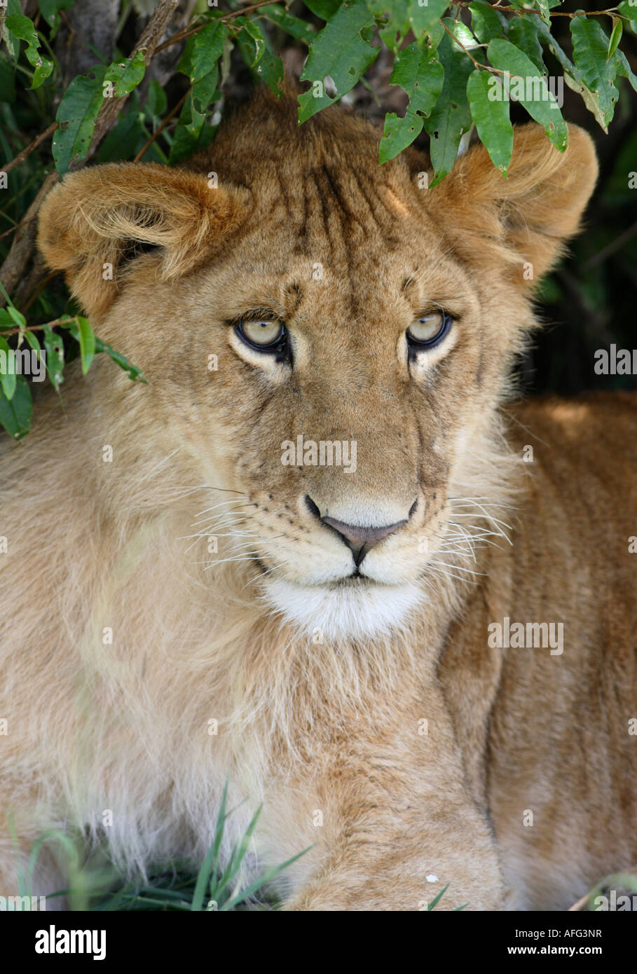 Male lion young hi-res stock photography and images - Alamy