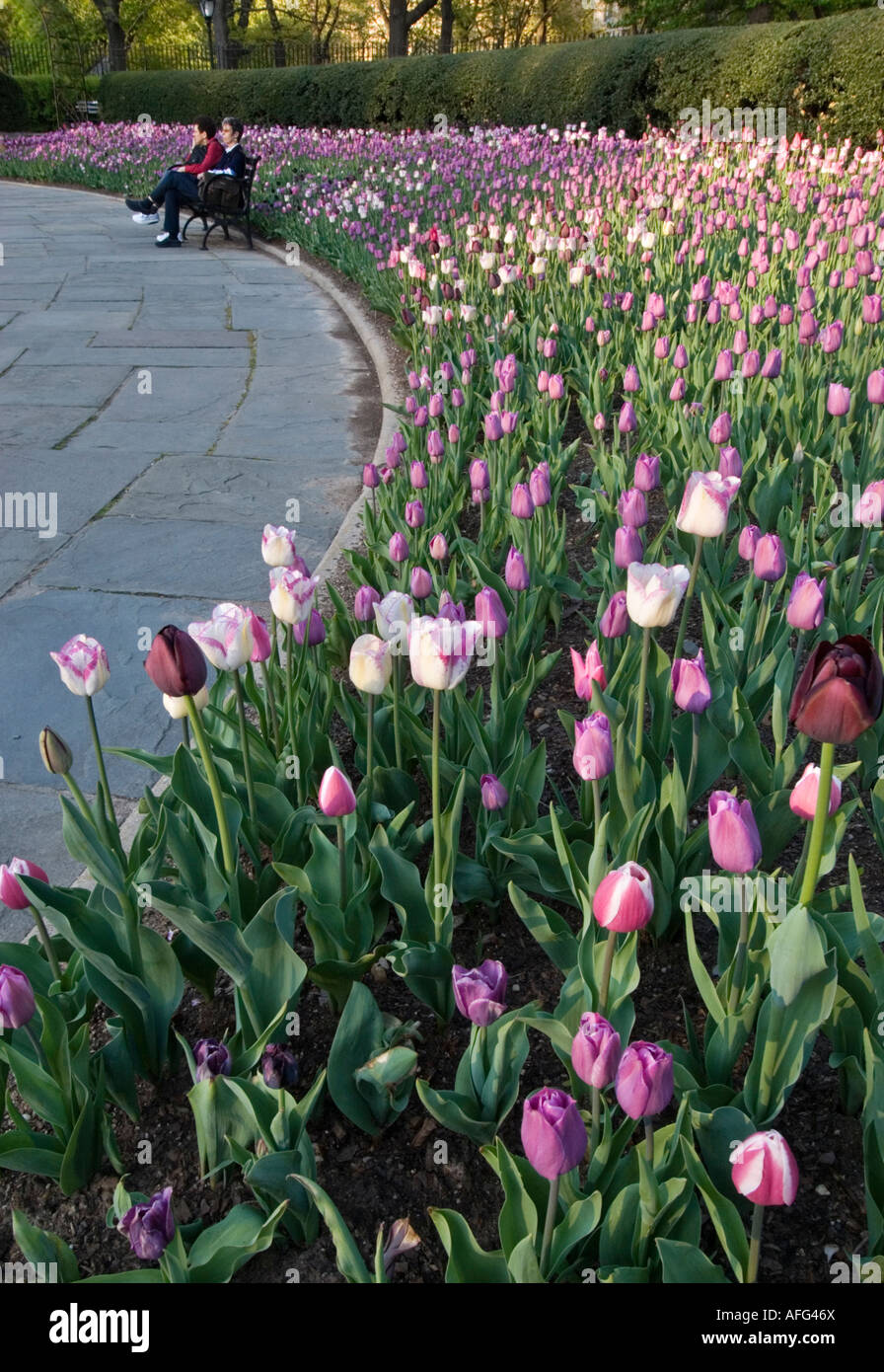 Tulips in the Conservatory Garden in Central Park, New York Stock Photo