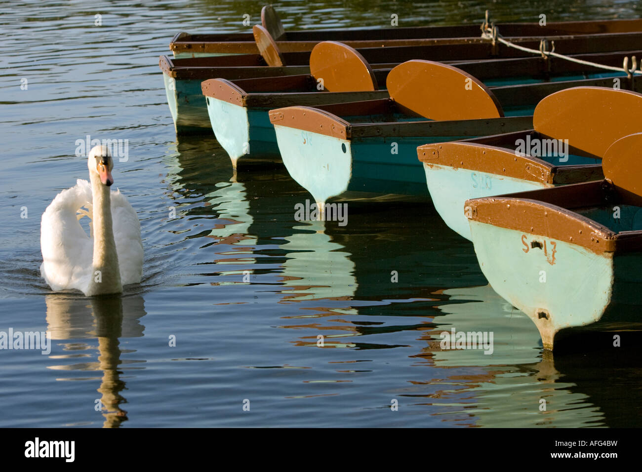 Lone swan swimming past rowing boats reflected in calm water of River