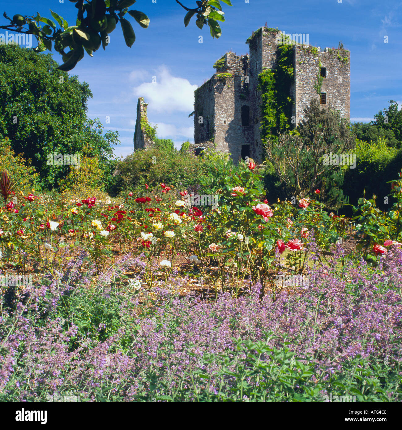 Castle Kennedy Gardens near Stranraer walled garden looking up to ...