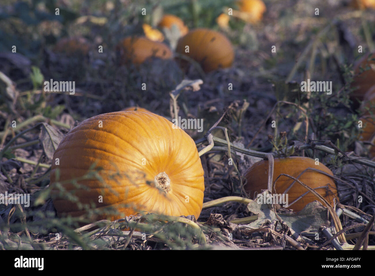 Fully Grown Pumpkins in the Field at Harvest Time Stock Photo - Alamy
