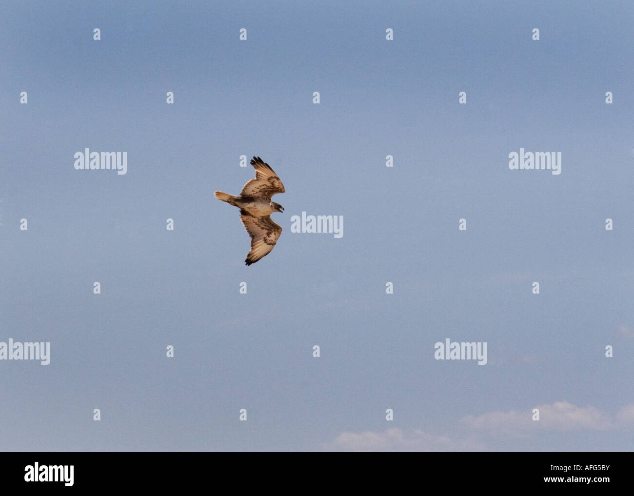 Ferruginous hawk soaring over the skies in Utah Stock Photo