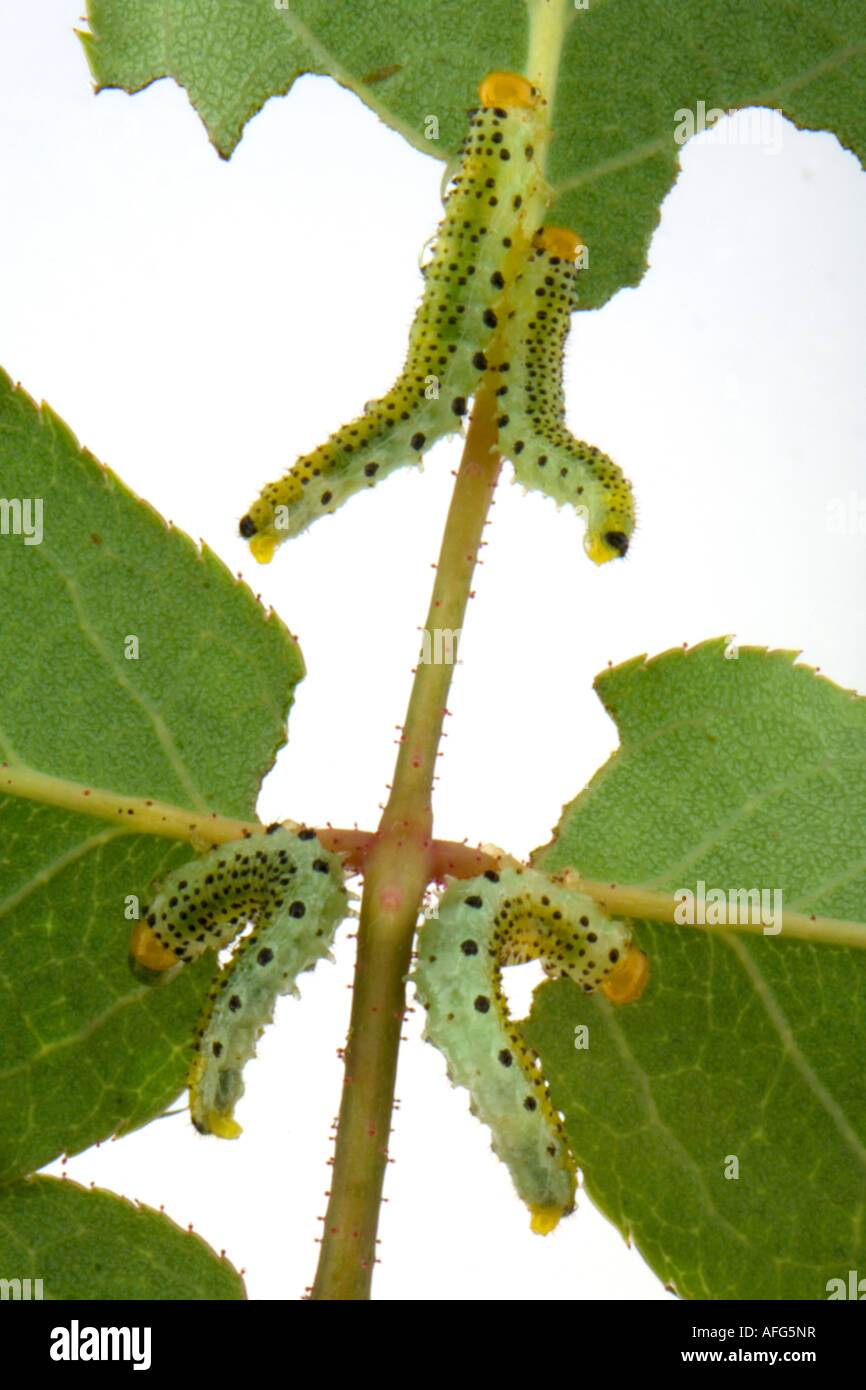 Four sawfly larvae on rose leaves Stock Photo