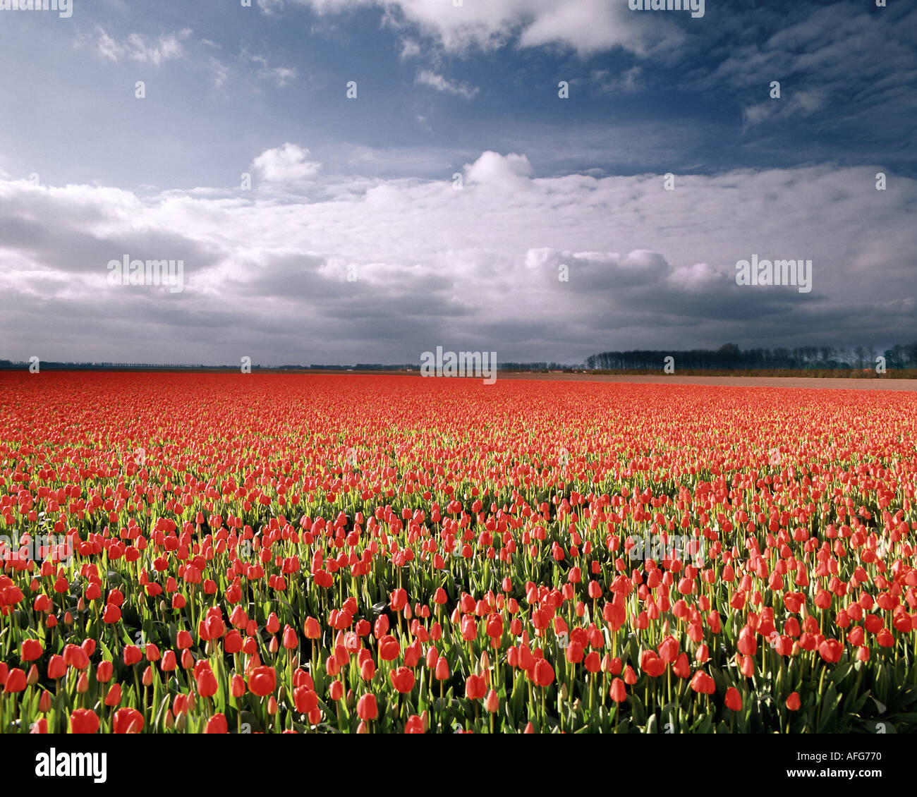 NL - FRIESLAND: Tulip Field near Rutten Stock Photo