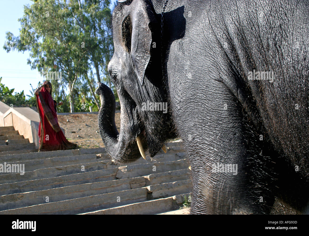 elephant walking up stairs Stock Photo Alamy