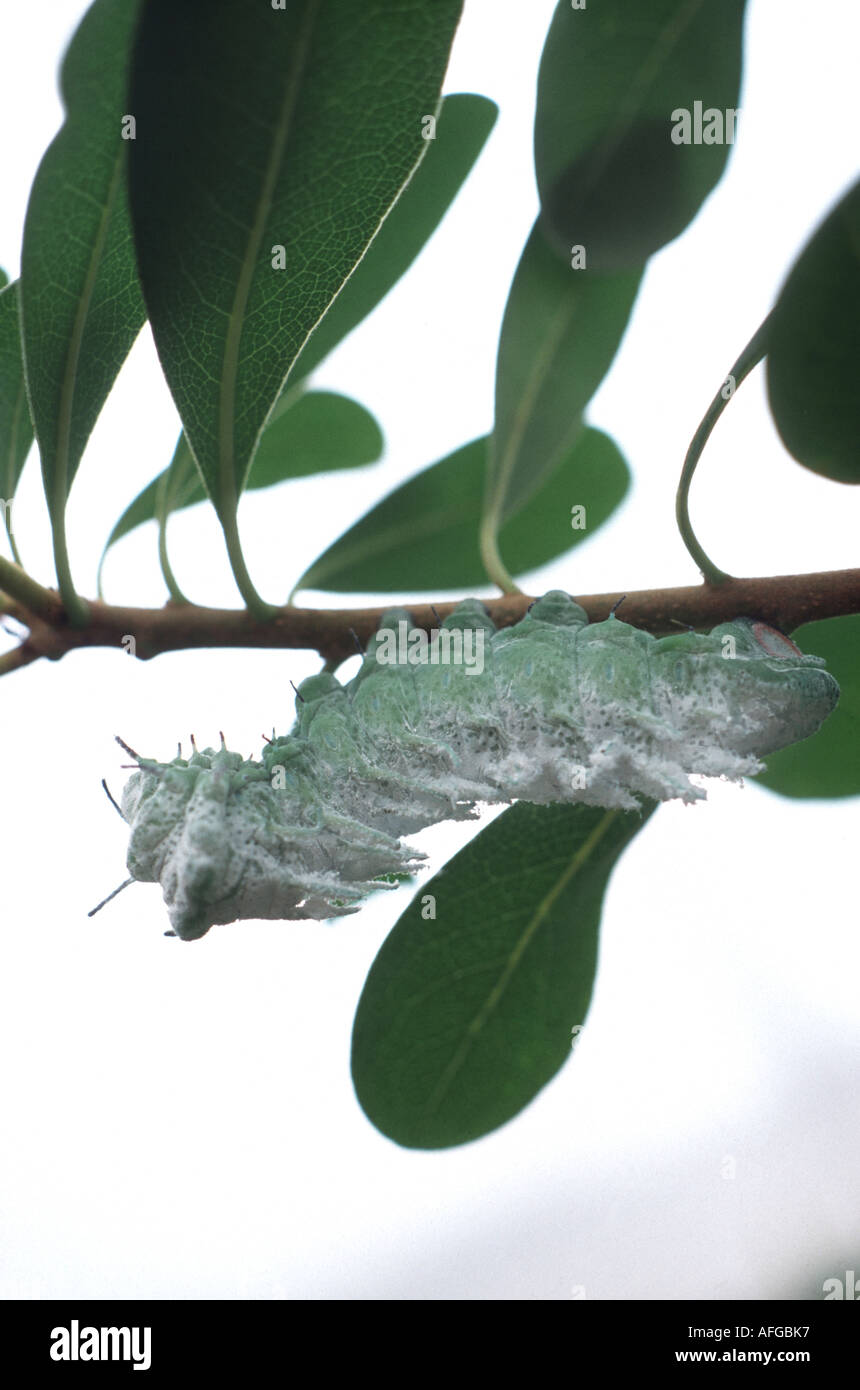 082 Lebende Raupe Am Zweig Im Garten Der Schmetterlinge