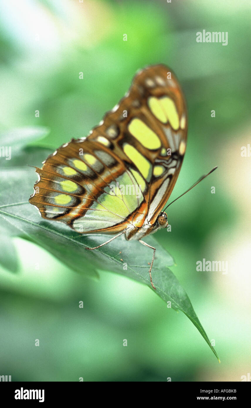 Schmetterling im garten hires stock photography and images Alamy