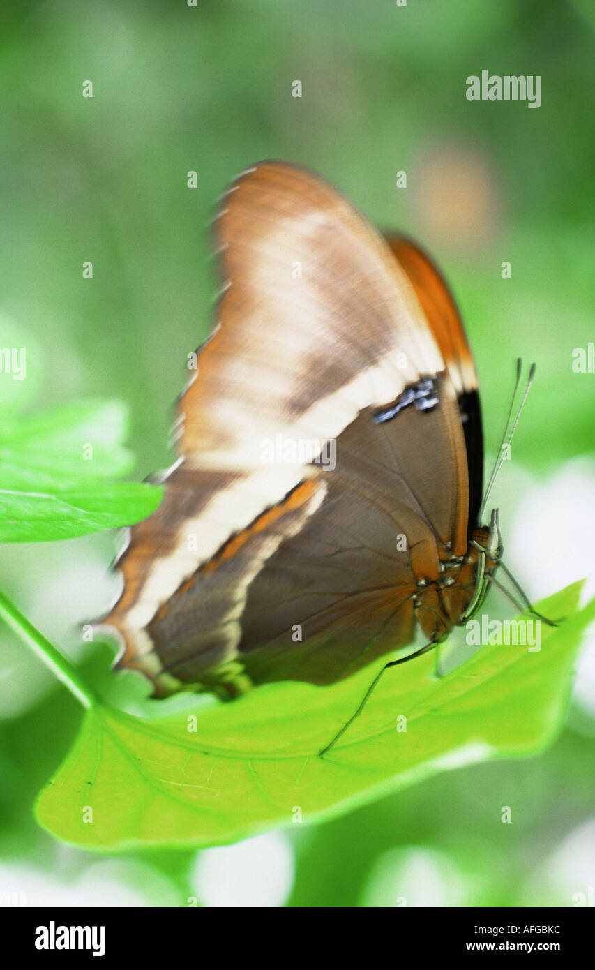 Fuerstin hires stock photography and images Alamy