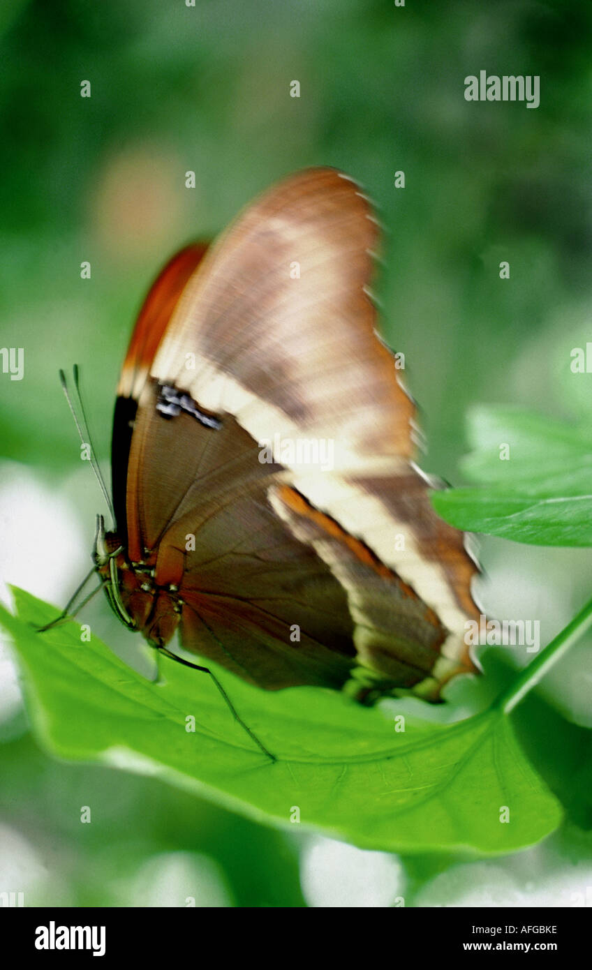 082 Lebender Schmetterling Auf Blatt Im Garten Der Schmetterlinge