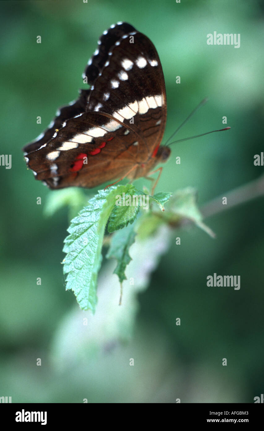 082 Lebender Schmetterling Auf Blatt Im Garten Der Schmetterlinge