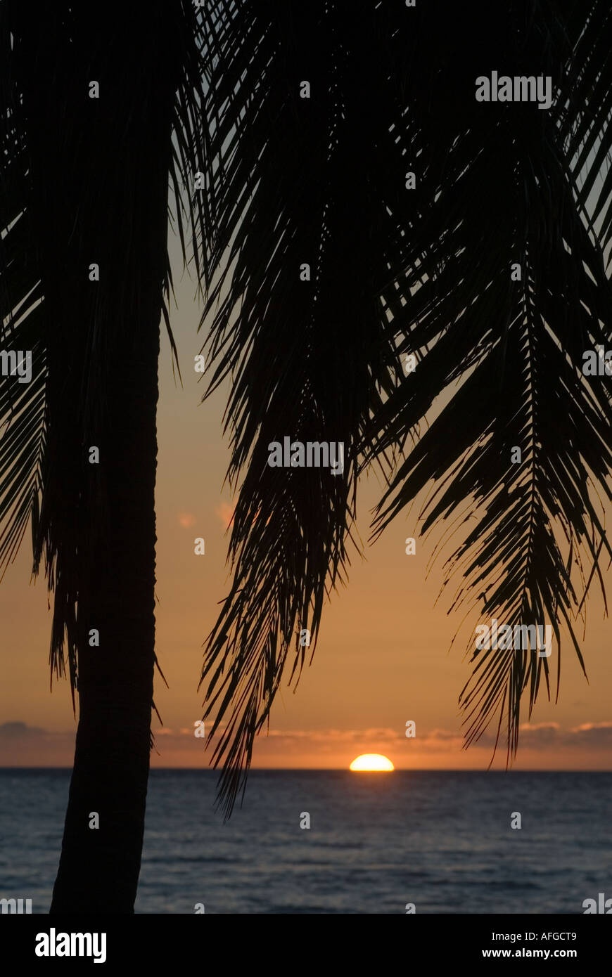 Hawaiian sunset with palm tree Stock Photo - Alamy