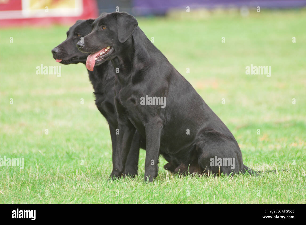 Black Labaradors taking part in a gundog Demonstration at the Lowther Country Fair Stock Photo