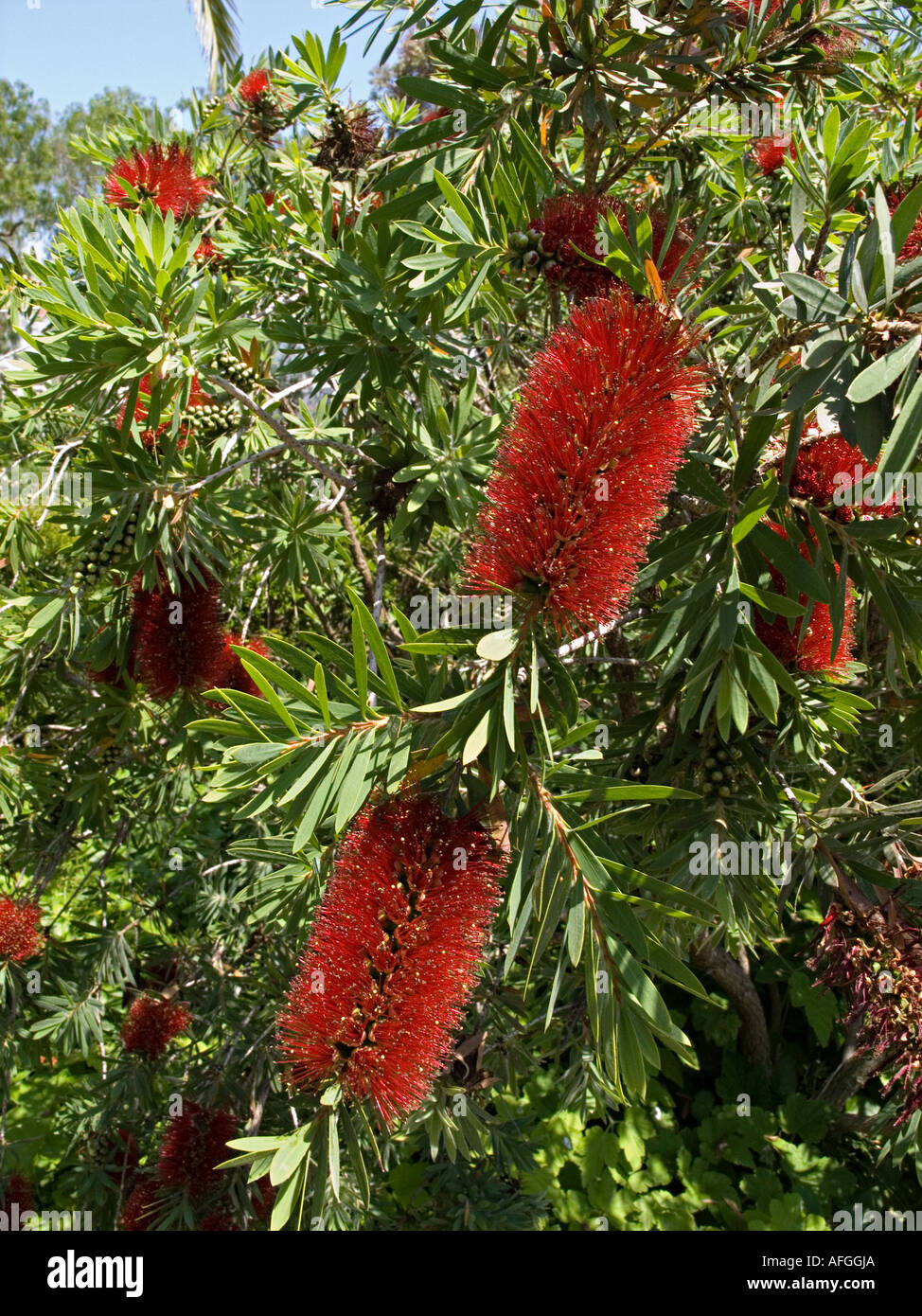 Flowers of the bottle brush tree which look exactly like brushes for